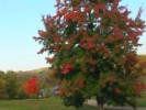 Fall Movie 14