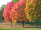 Fall Movie 01
