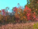 Fall Movie 11