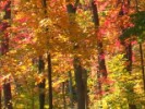 Fall Movie 10