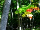 Fall Movie 12