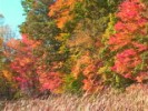 Fall Movie 07